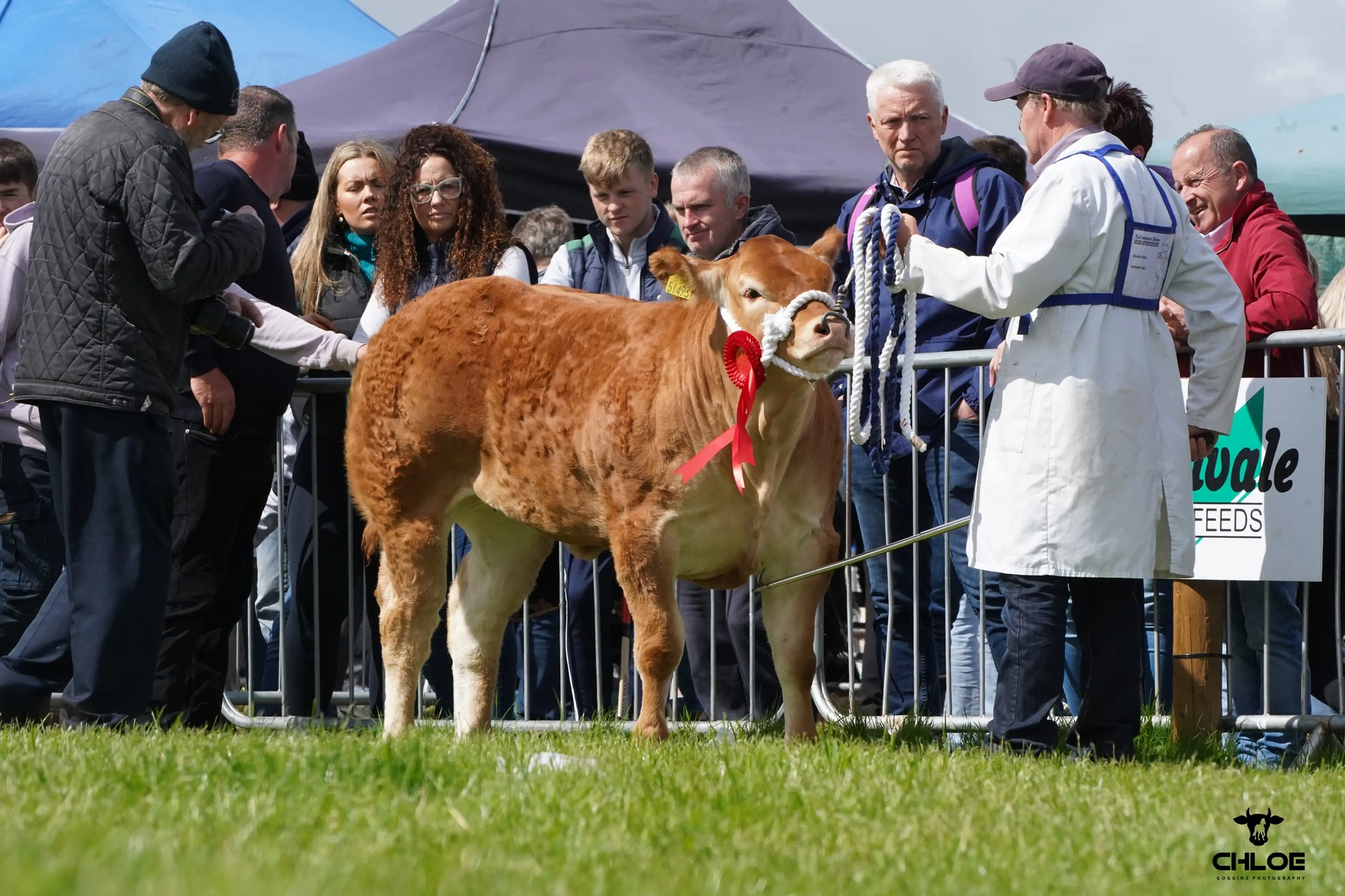 1st Prize Winner in the Limousin x Calf Class sired by Claddagh McCabe (LM6529)